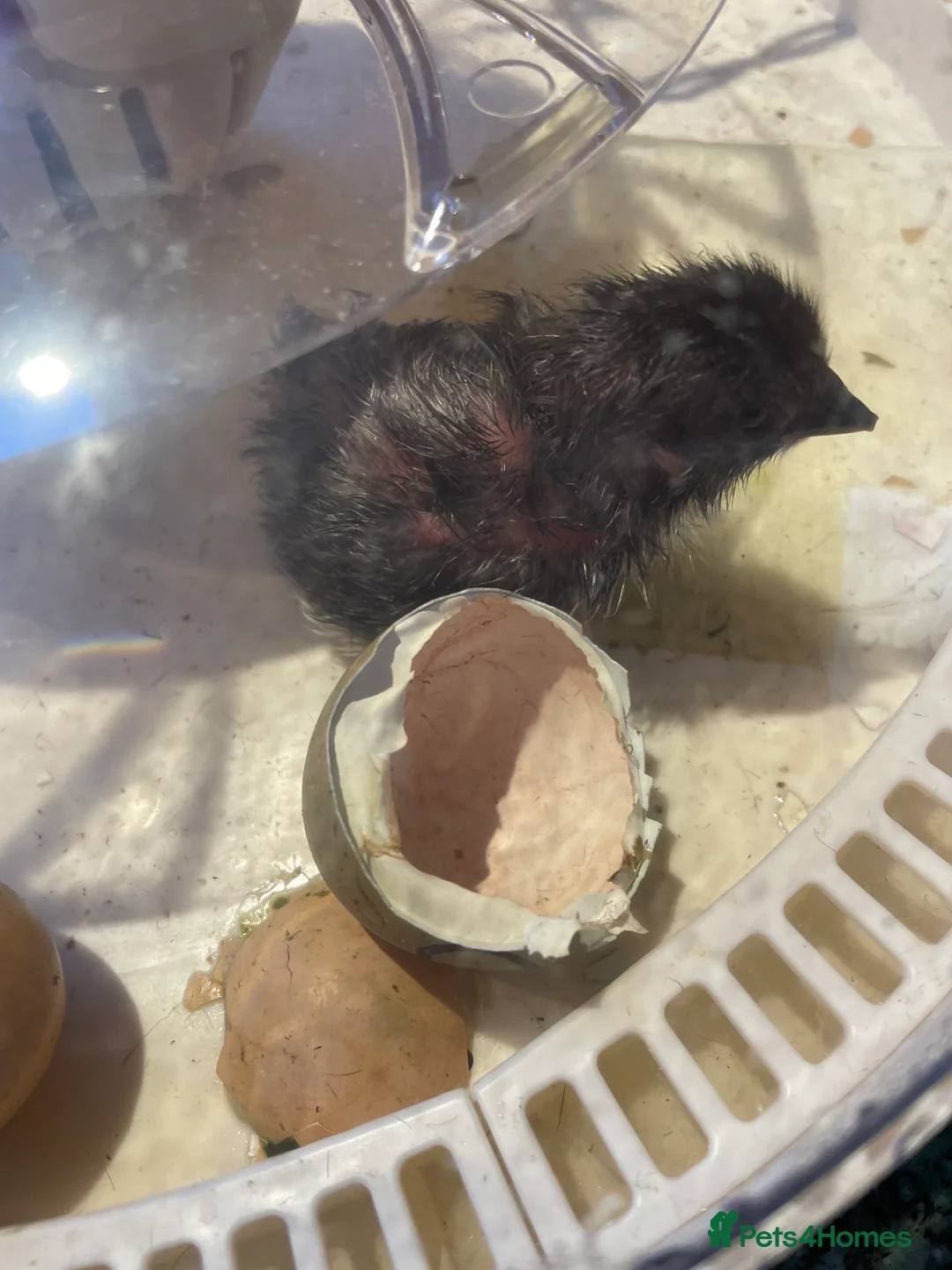 Chickens poultry for sale: 6x mixed breed fertile hatching eggs  in Ripley - Advert 5