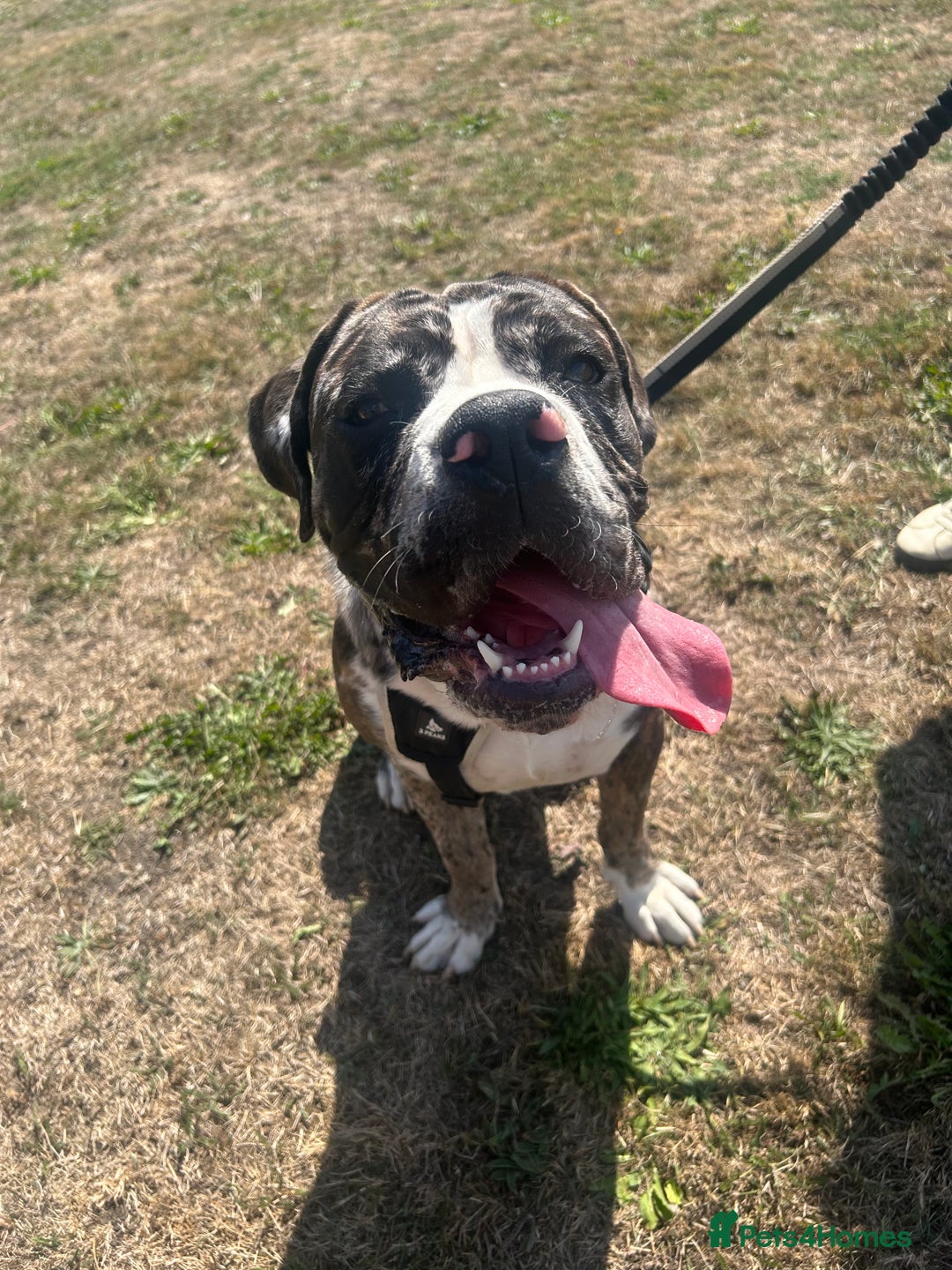Cane Corso dogs for sale: Cane corso - Image 2