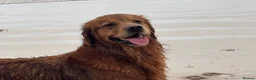 Golden Retriever dogs for sale: Trained, KC Reg, Fox Red, Golden Retriever - Advert 8