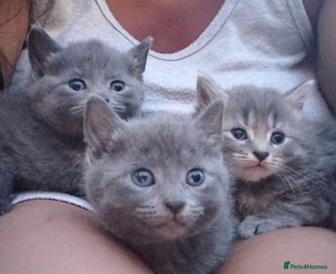 British Shorthair cats Fluffy British sorthair kittens available  - Advert 1