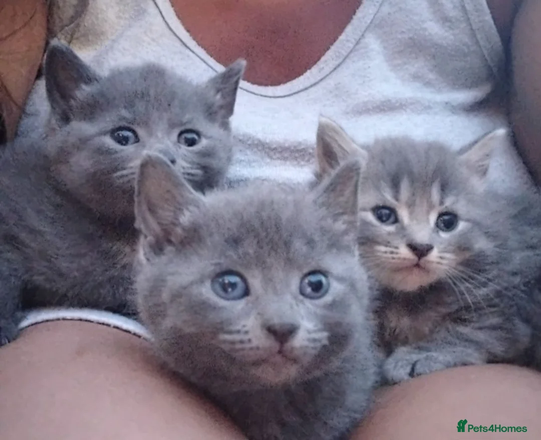 British Shorthair cats for sale: Fluffy British sorthair kittens available  - Advert 1