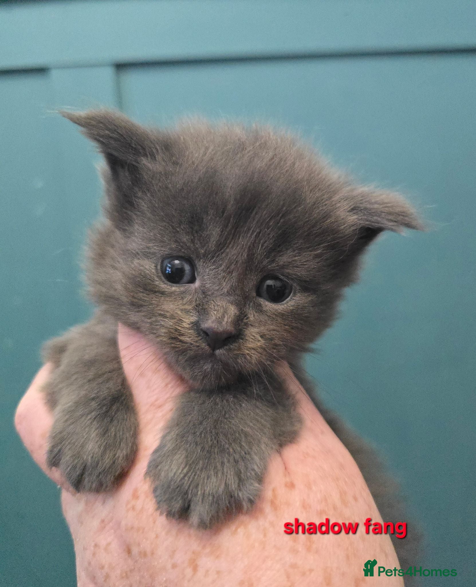 Maine Coon cats Blue & Blue Smoke Maine Coon Kittens Stunning Tica - Advert 2