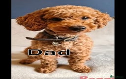 Cockapoo dogs for sale: Red F1 toy cockapoo puppies - Image 17
