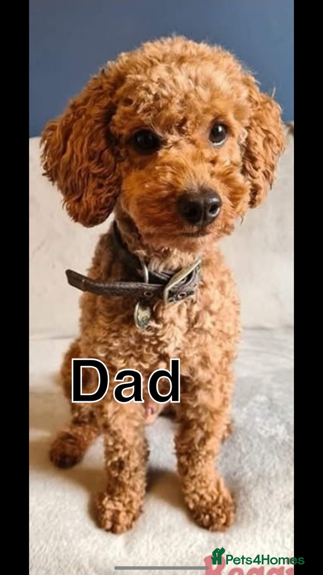 Cockapoo dogs for sale: Red F1 toy cockapoo puppies - Image 17