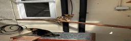 Bengal cats for sale: Bengal kittens for sale - Advert 5