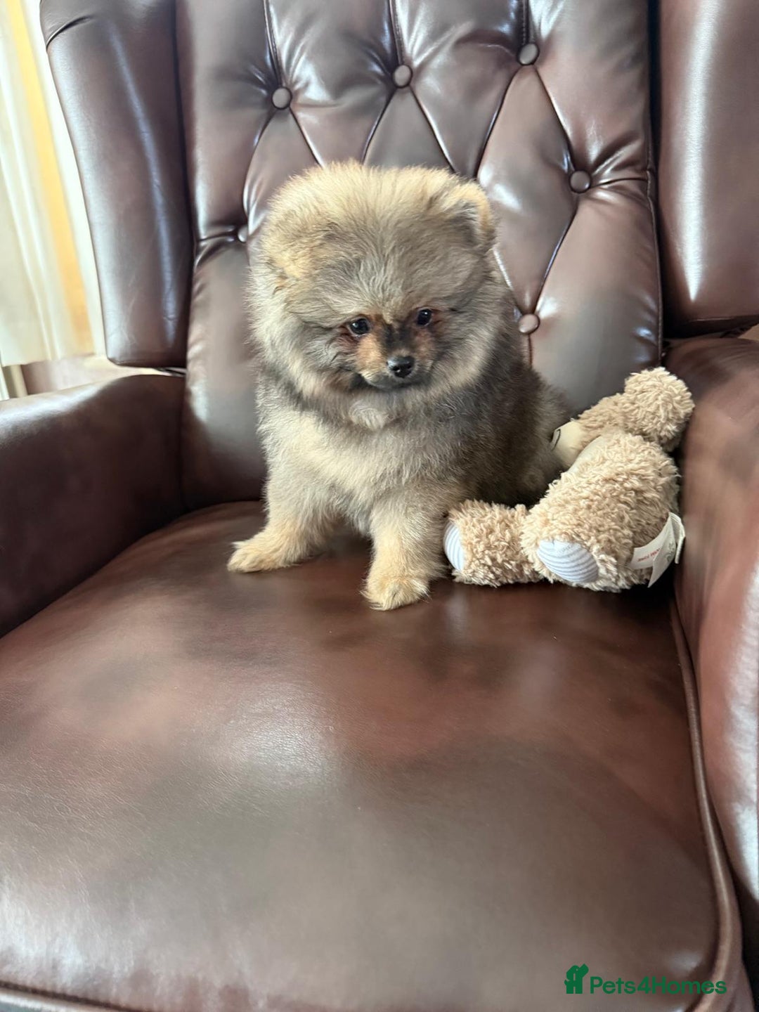 Pomeranian dogs for sale: 10 Week Purebred Pomeranian Champion EU Bloodline  - Advert 23