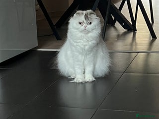 Scottish Fold cats Scottish - Advert 1