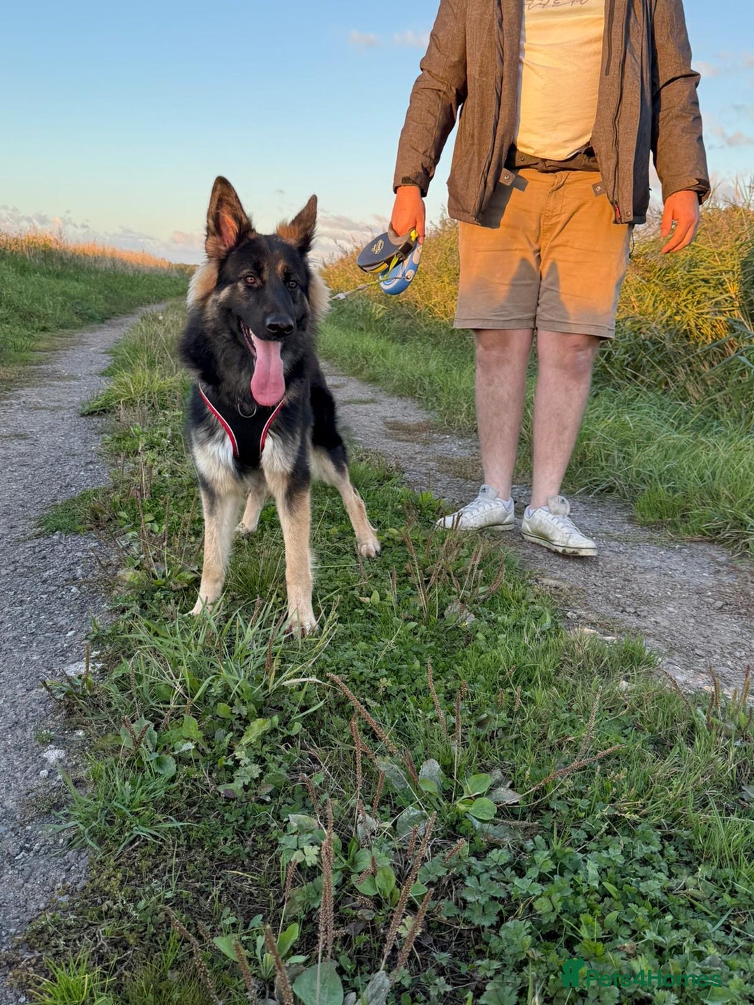 German Shepherd dogs for sale: Marley - Image 1