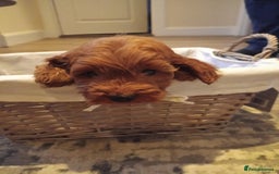 Cockapoo dogs for sale: Cockapoo puppies f1 show) ❤️ fox Red. !!!!!!. - Image 12