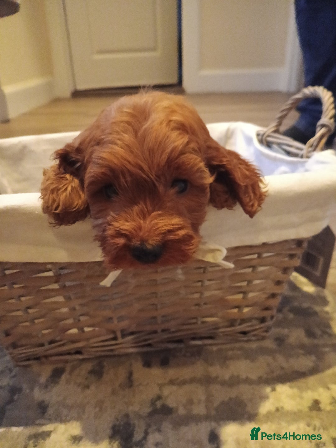 Cockapoo dogs for sale: Cockapoo puppies f1 show) ❤️ fox Red. !!!!!!. - Image 12