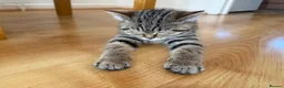 British Shorthair cats for sale: British taby 100% verified  - Advert 6