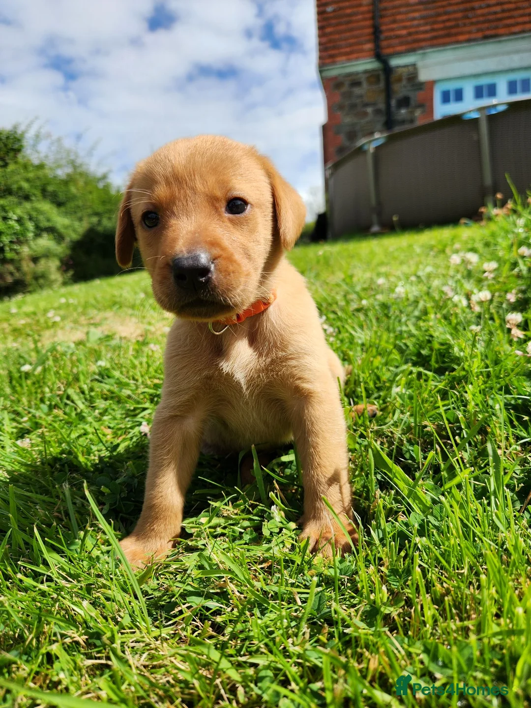 Labrador Retriever dogs for sale: Quality KC Fox Red Labradors  - Advert 2