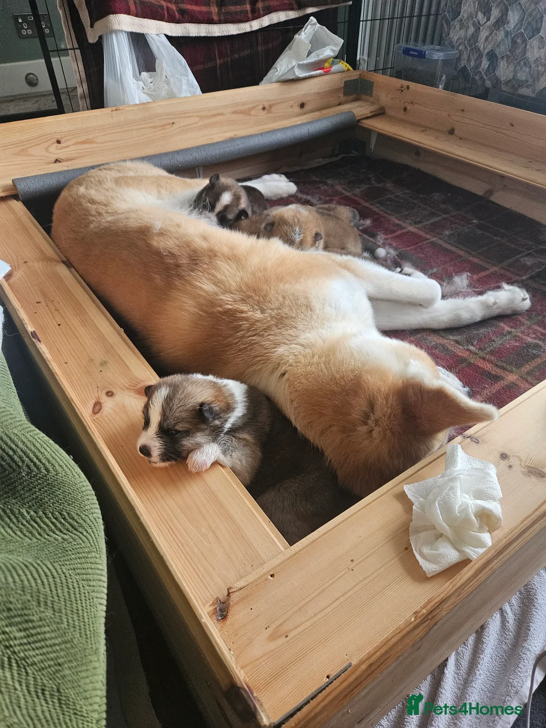 Japanese Akita Inu dogs for sale: RKC Registered Puppy Litter - Advert 2