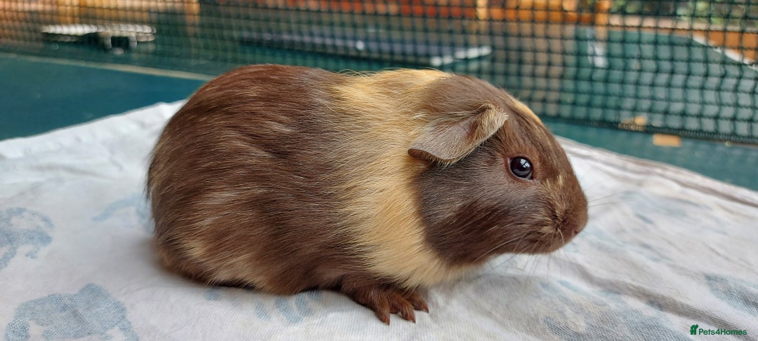 Guinea Pig rodents for sale: Beautiful baby Guinea Pigs - Image 8