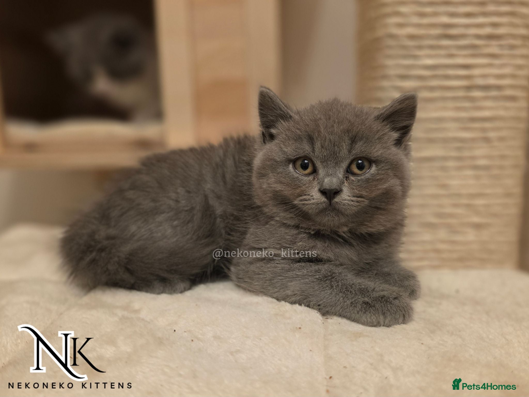 British Shorthair cats Ready to leave in 2 weeks GCCF REG BSH KITTENS  - Advert 2