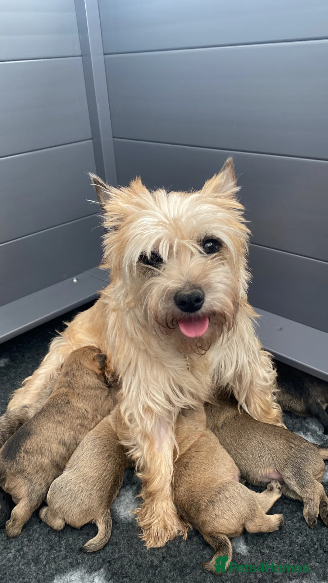 Cairn Terrier dogs for sale: Cailleach Cairn Terriers  - Advert 1