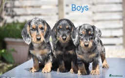 Dachshund dogs for sale: Ready to leave - Wire-haired dachshund pups - Image 1