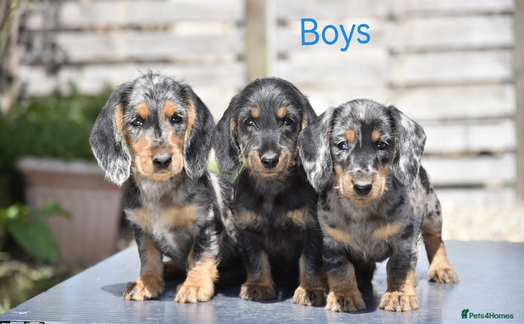 Dachshund dogs - Advert 2