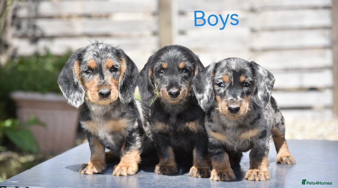 Dachshund dogs for sale: Ready to leave - Wire-haired dachshund pups - Image 1