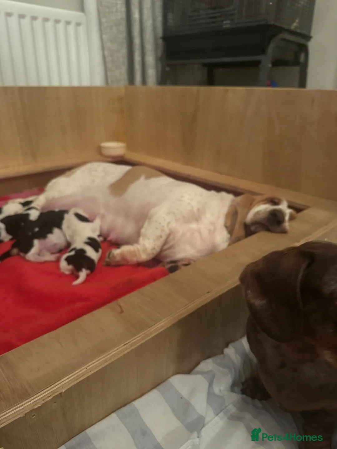 Basset Hound dogs for sale: QUALITY KC LITTER OF BASSET PUPPYS - Advert 17