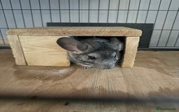 Chinchilla rodents for sale: 3 Chinchillas (family) - Image 19