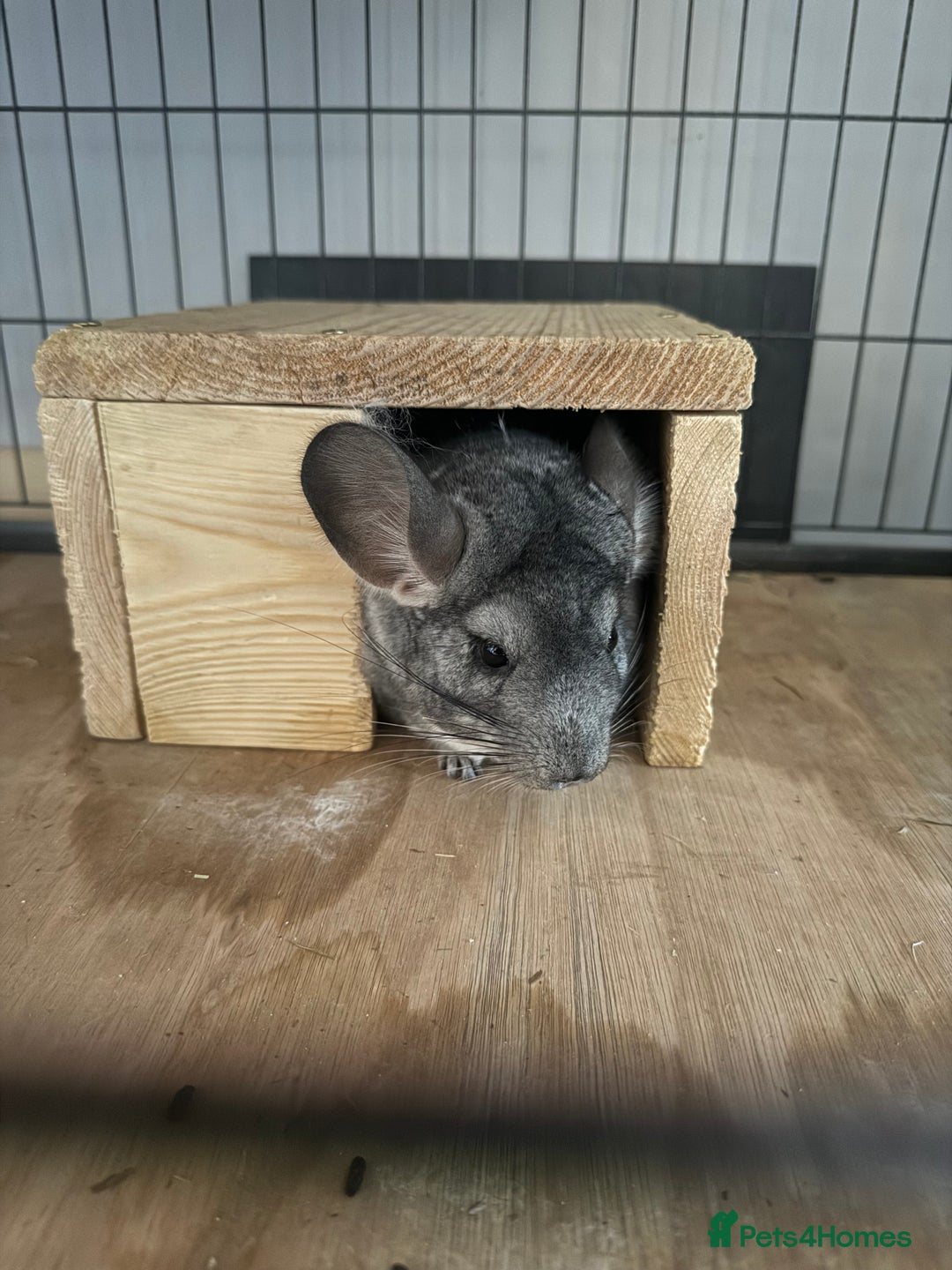 Chinchilla rodents for sale: 3 Chinchillas (family) - Image 19