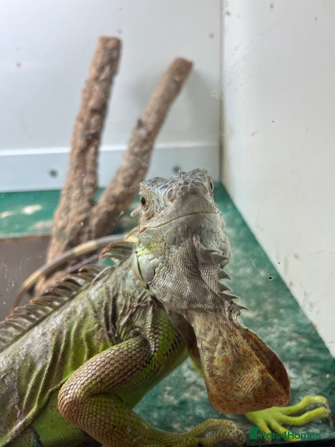 Iguana reptiles for sale: Young Male Green Iguana - Advert 1