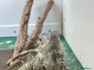 Iguana reptiles for sale: Young Male Green Iguana - Advert 1