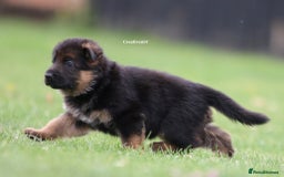 German Shepherd dogs for stud: Health Tested, Show Winner, Proven Stud Dog in London - Image 15