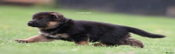German Shepherd dogs for stud: Health Tested, Show Winner, Proven Stud Dog in London - Advert 16