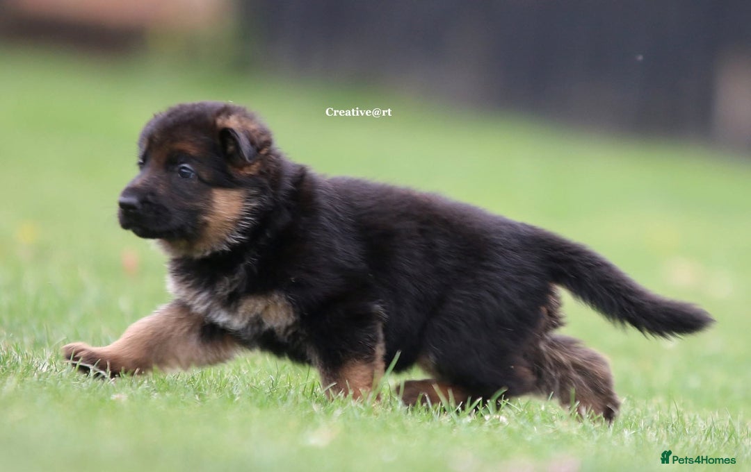 German Shepherd dogs for stud: Health Tested, Show Winner, Proven Stud Dog in London - Image 15