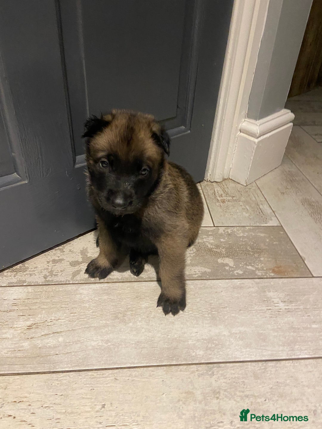 Belgian Shepherd Dog dogs for sale: Malinois x Dutch herder ready now to collect ! in Wingate - Image 17