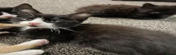 Mixed Breed cats for sale: 🐾 Lovely Kittens Looking for a Loving Home 🐾 - Advert 6