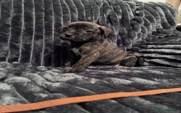 Mixed Breed dogs for sale: Cane Corso-Belgian Malanois cross American Bulldog - Advert 14