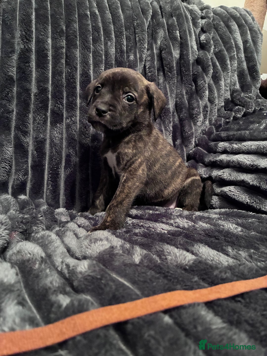 Mixed Breed dogs for sale: Cane Corso-Belgian Malanois cross American Bulldog - Advert 14