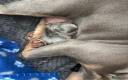 French Bulldog dogs for sale: Fluffy French Bulldog  - Image 3