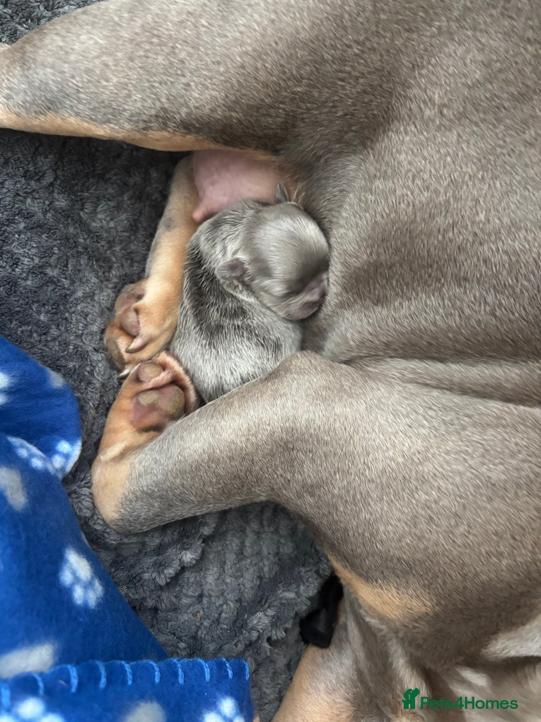 French Bulldog dogs for sale: Fluffy French Bulldog  - Image 3