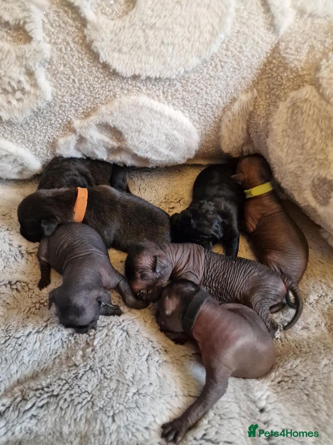 Mexican Hairless dogs for sale: 2 mini girls 2 coated boys - Advert 1