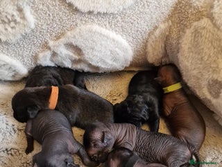 Mexican Hairless dogs 2 mini girls 2 coated boys - Advert 10