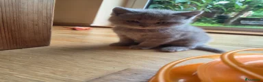 Scottish lilack boy Kitten 4