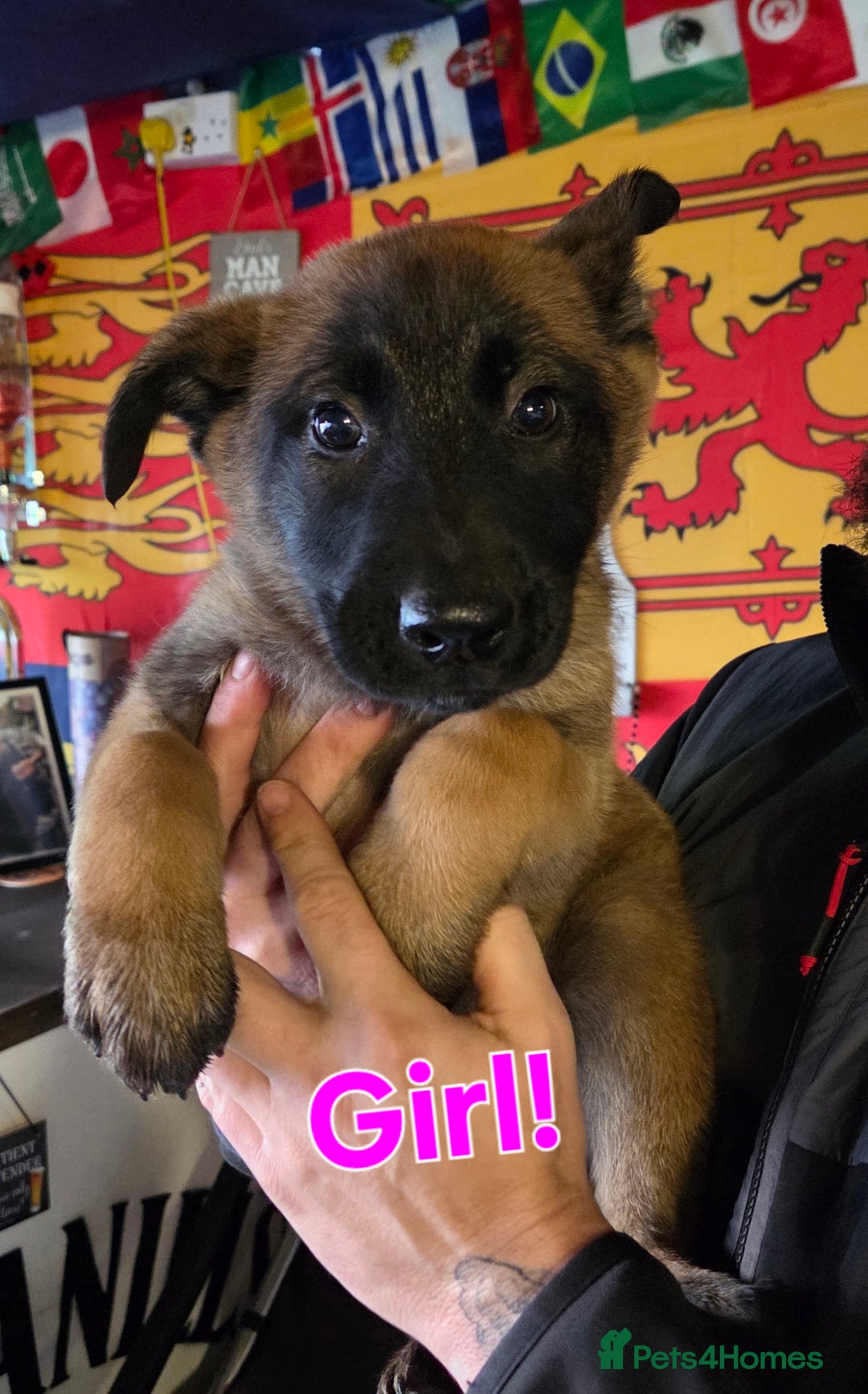 Belgian Shepherd Dog dogs for sale: Belgian malinois - Advert 17
