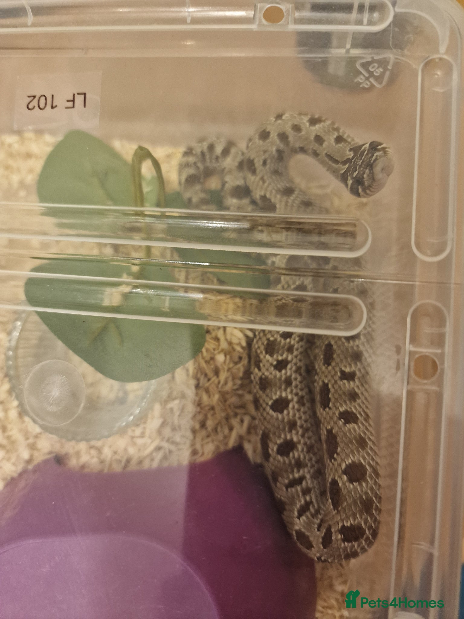 Snake reptiles CB 2025 Western Hognose snakes - Advert 2