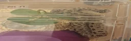Snake reptiles for sale: CB 2025 Western Hognose snakes - Advert 2