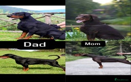 Dobermann dogs for sale: 6 month old stunning male  - Image 6