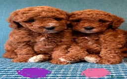 Labradoodle dogs for sale: Mini Red Labradoodle 🧬 clear  - Image 1