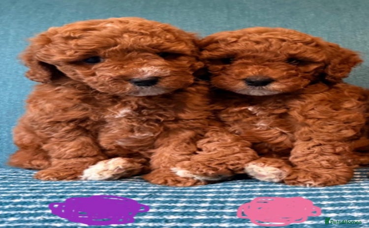 Labradoodle dogs - Advert 2