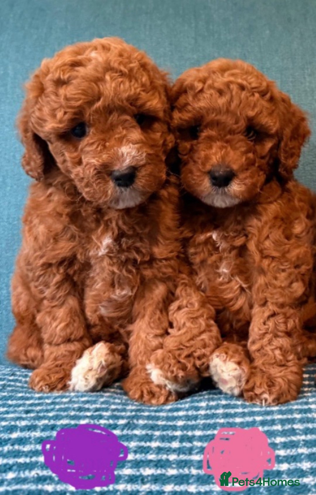 Labradoodle dogs for sale: Mini Red Labradoodle 🧬 clear  - Image 1