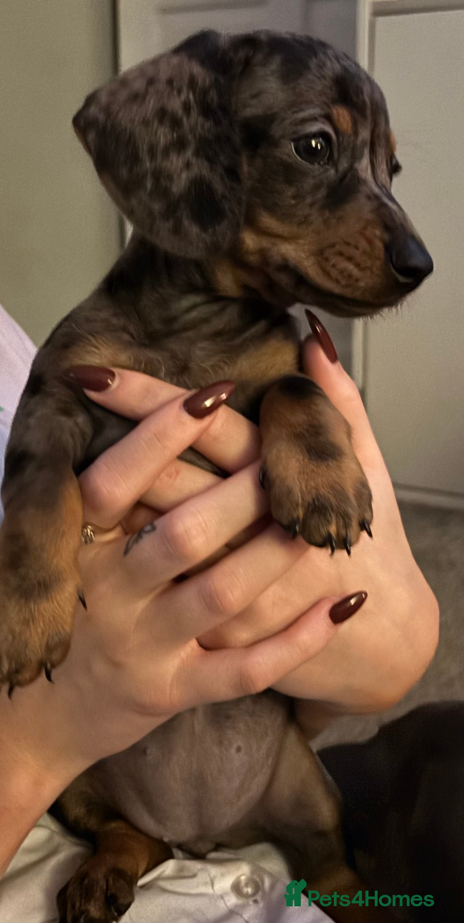 Miniature Dachshund dogs READY 26/12 Miniature Dachshund ALL AVAILABLE - Advert 18