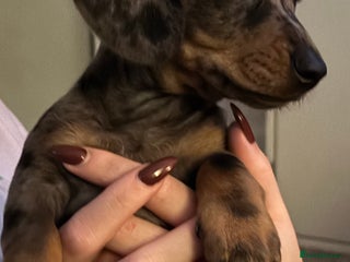 Miniature Dachshund dogs READY 26/12 Miniature Dachshund ALL AVAILABLE - Advert 18