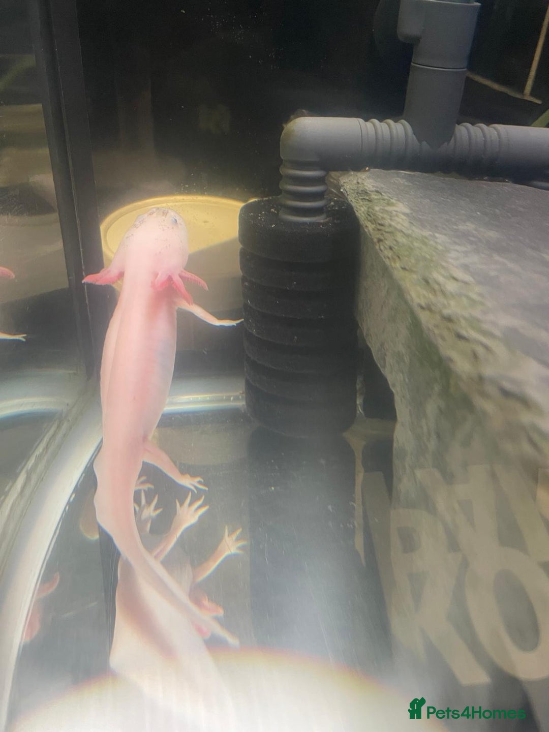Other/Mixed Breed fish for sale: Axolotl  - Advert 2
